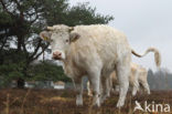 Charolais Koe (Bos domesticus)