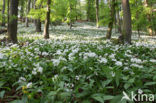 Ramsons (Allium ursinum)