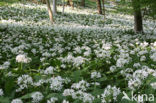 Ramsons (Allium ursinum)