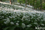 Ramsons (Allium ursinum)