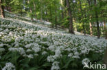 Ramsons (Allium ursinum)