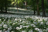 Ramsons (Allium ursinum)