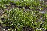Early Scurvygrass (Cochlearia danica)