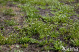 Early Scurvygrass (Cochlearia danica)