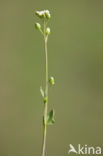 Early Scurvygrass (Cochlearia danica)