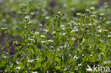 Early Scurvygrass (Cochlearia danica)