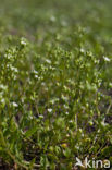 Early Scurvygrass (Cochlearia danica)