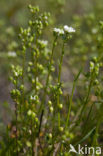 Early Scurvygrass (Cochlearia danica)