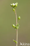 Early Scurvygrass (Cochlearia danica)