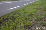 Early Scurvygrass (Cochlearia danica)