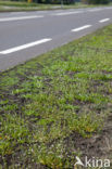 Early Scurvygrass (Cochlearia danica)