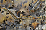 Pine processionary Moth (Thaumetopoea pityocampa)