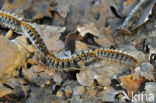 Pine processionary Moth (Thaumetopoea pityocampa)