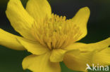 Dotterbloem (Caltha palustris)