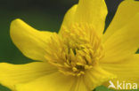 Dotterbloem (Caltha palustris)