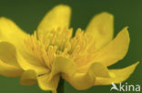 Dotterbloem (Caltha palustris)