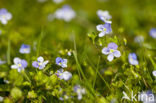 Slender Speedwell (Veronica filiformis)