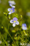 Slender Speedwell (Veronica filiformis)