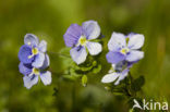 Slender Speedwell (Veronica filiformis)