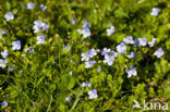 Slender Speedwell (Veronica filiformis)