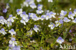 Slender Speedwell (Veronica filiformis)