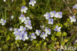 Slender Speedwell (Veronica filiformis)