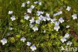 Slender Speedwell (Veronica filiformis)