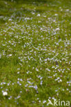 Slender Speedwell (Veronica filiformis)