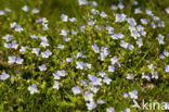 Slender Speedwell (Veronica filiformis)