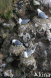 Black-legged Kittiwake (Rissa tridactyla)