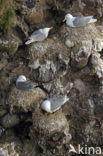 Black-legged Kittiwake (Rissa tridactyla)