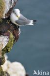 Black-legged Kittiwake (Rissa tridactyla)