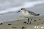 Drieteenstrandloper (Calidris alba)
