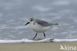 Drieteenstrandloper (Calidris alba)