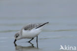 Drieteenstrandloper (Calidris alba)