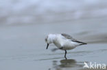 Drieteenstrandloper (Calidris alba)