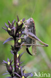 Grey Bush-cricket (Platycleis albopunctata)