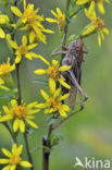 Grey Bush-cricket (Platycleis albopunctata)