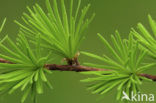European Larch (Larix decidua)