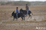 Donkey (Equus asinus)