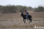 Donkey (Equus asinus)