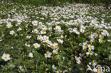 Common Waterstarwort (Ranunculus aquatilis)