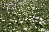 Common Waterstarwort (Ranunculus aquatilis)