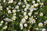 Common Waterstarwort (Ranunculus aquatilis)