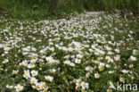 Common Waterstarwort (Ranunculus aquatilis)