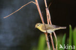 Willow Warbler (Phylloscopus trochilus)
