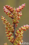 Gagel (Myrica gale)