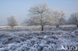 Gasterse Duinen