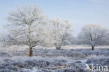 Gasterse Duinen