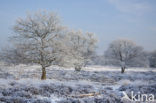 Gasterse Duinen